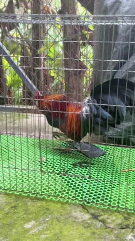 rung ờ nhẹ âm tốt