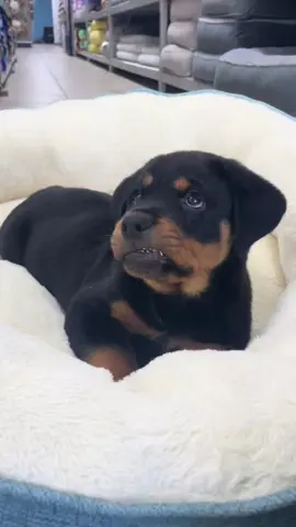 Looks mighty but actual a sweetheart 🥰 #rottweiler #fyp #trending #viral #foryou 