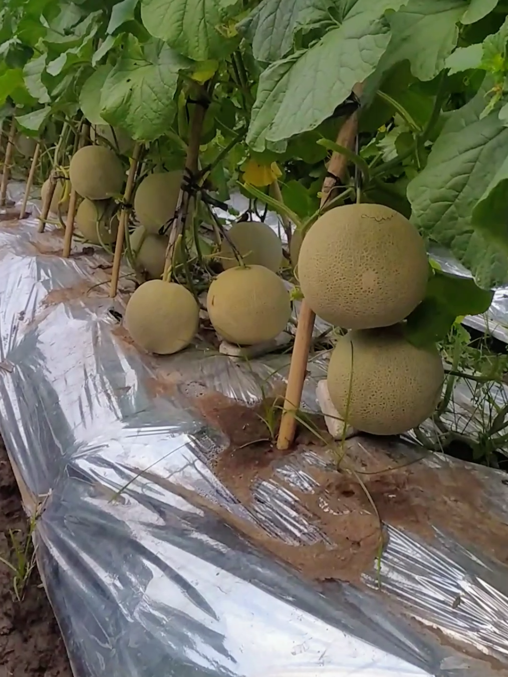 ojo nyawang penake, tapi takono prosese 👍 delon 65 rock melon 🍈🔥 #petanimilenial  #petanimelon  #petaniindonesia🇮🇩🇮🇩🇮🇩🌿🌿  #petanimuda  #petanisemangka🍉🍉 