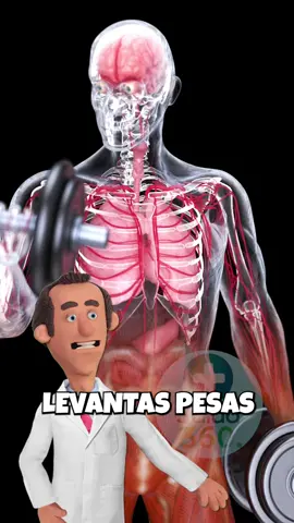 ¿Qué le pasa a tus músculos cuando entrenas? 💪🤔 #gym #fit #Fitness #gimnasio #SabiasQue 