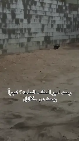 #creatorsearchinsights #الشعب_الصيني_ماله_حل😂😂 #fyp #امير_الكلمه_والحكمه #عبدالرحمن_الناشري 