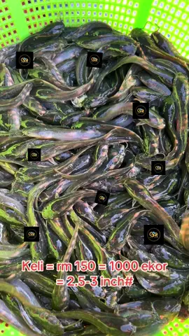 Keli berkualiti #penternakmuda #fyppppppppppppppppppppppp #malaysia #fypage #keli 