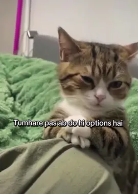 Sirf doh options hai🙂‍↔️😘 #trendingvideo #viewsproblem #fyppppppppppppppppppppppp #catsmemes #unfrezzmyaccount 