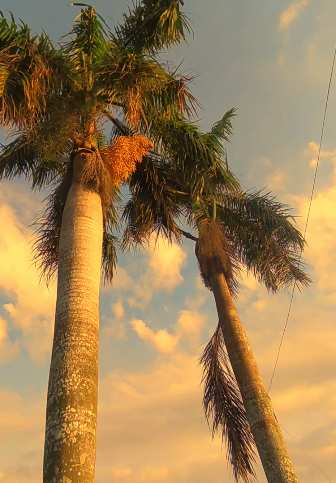 triwarno vibes pagi#vibes #fyp #masukberanda #vibes2019 #nostalgia 