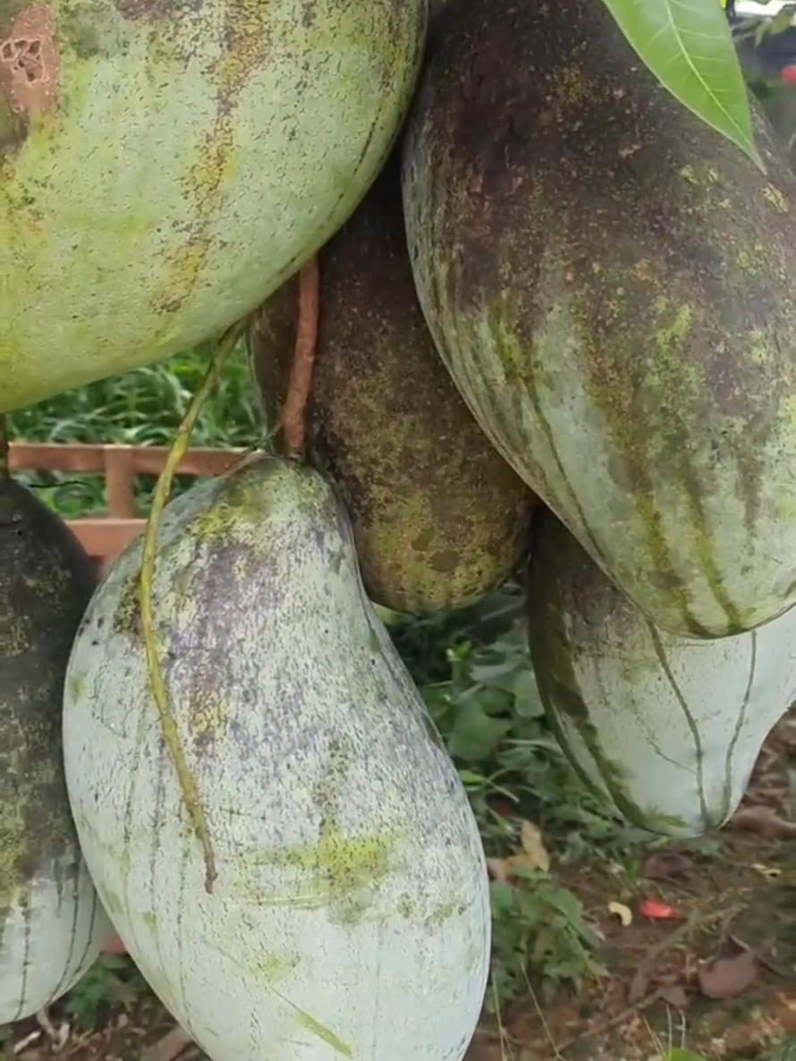 BAJA KHAS UNTUK POKOK MANGGA, TIDAK PERLU TABUR BANYAK TETAPI KERAP, PASTIKAN TANAH LEMBAB. #mangga #baja #pertanian #gengkebun #bajamangga 
