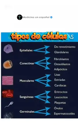 Las células son la base de la vida, cada una con una función específica para mantener el organismo en equilibrio: epiteliales (protección y secreción), conectivas (sostén y unión), musculares (movimiento), sanguíneas (transporte y defensa), germinales (reproducción), neuronas (impulsos nerviosos) y sensoriales (perciben estímulos). #Células #Biología #Anatomía #CuerpoHumano #Salud