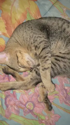 Cat Sleep #fyppppppppppppppppppppppp #catsleepingpositions #