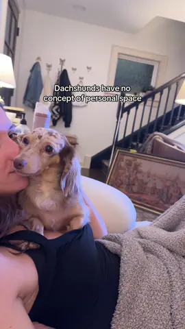 Her love language is most certainly physical touch #minidachshund #fyp #funnydog #dogsoftiktok #dogmomlife 