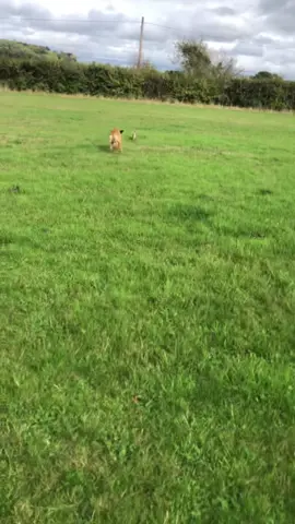 Bruce 🔥 #dog #Running 🐇🐇#winter ready 💯💪