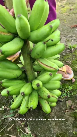 selamat pagi  salam petani nusantara