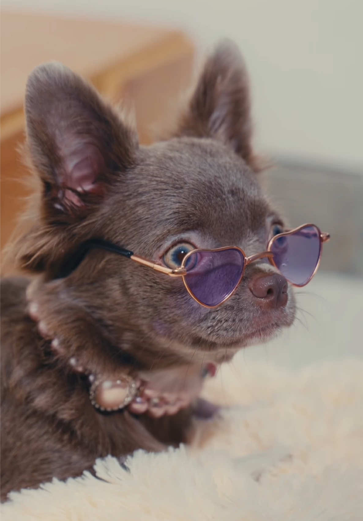 Feliz día de amor y amistad para la perrit@ más leal  te amamos maylu Valdiri 🐶❤️