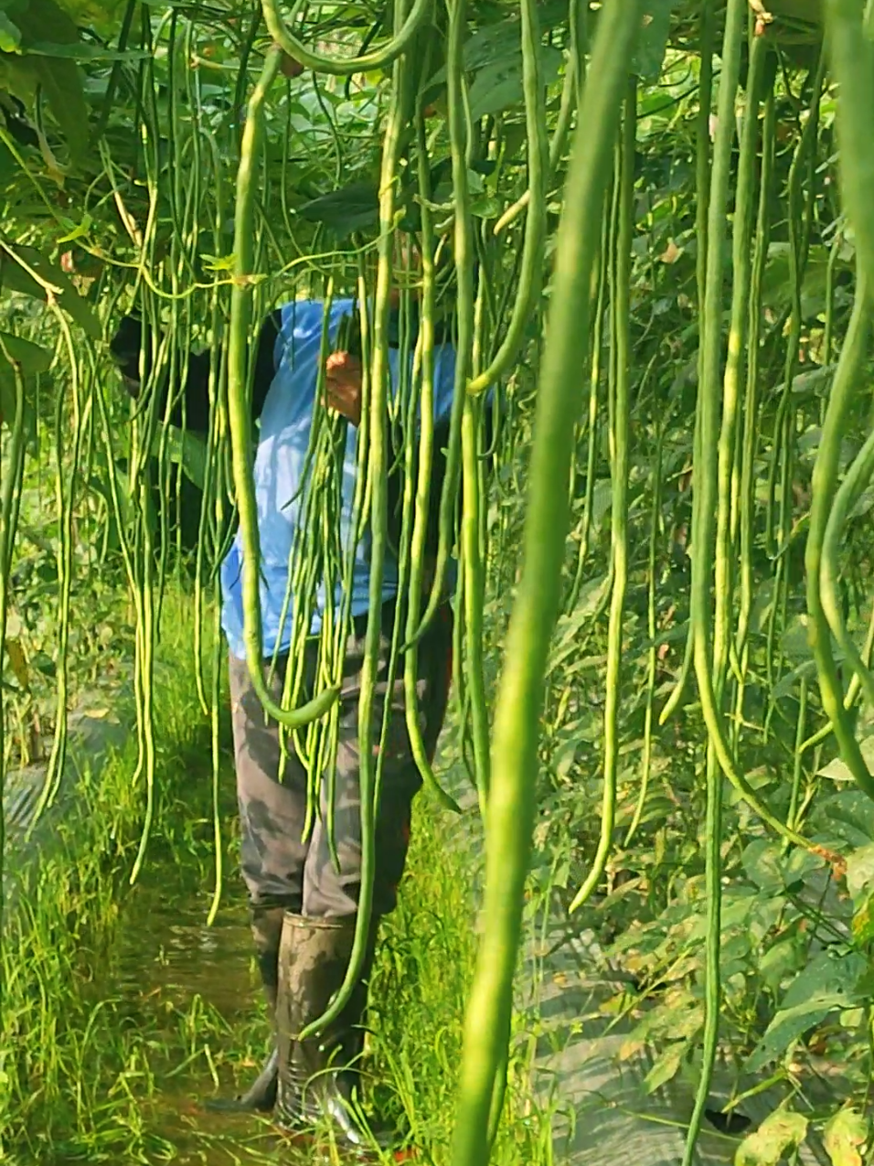 Disuatu pagi di pedesa'an yang sunyi dan suara kicauan burung yang menambah kehangatan mentari pagi. @bisisahabatpetani  #kacangpanjangbravo #petanigenz  #petanimuda  #petanimilenial  #petanigenalpha 