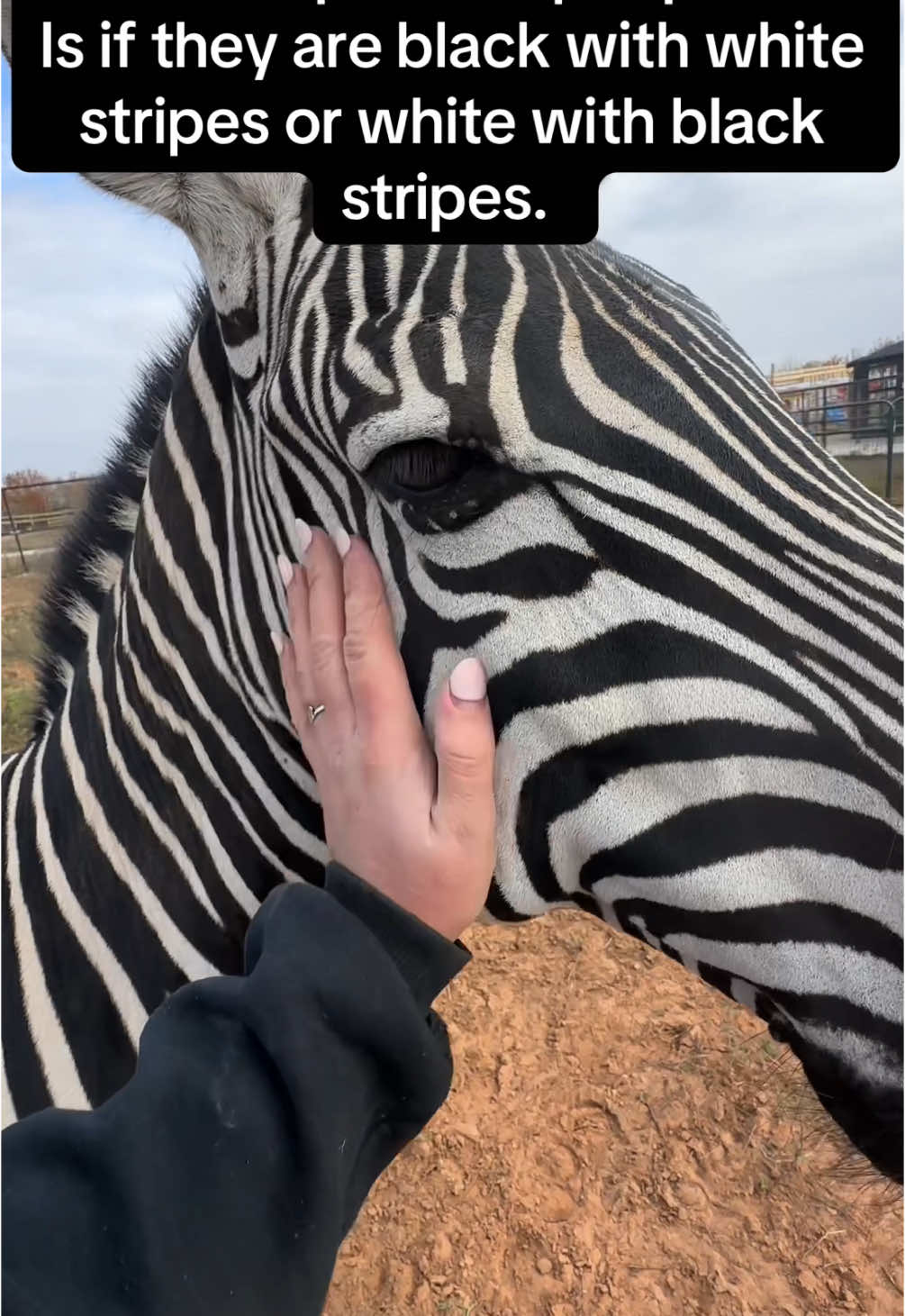 Let’s talk about zebras! #zebras #animal #animals #exotic #exotics #facts 