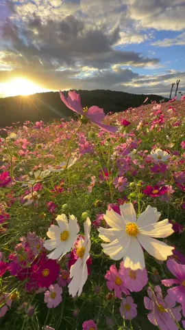 Cosmos flowers at Flower Station Sera in Hiroshima prefecture.
It is the beautiful scenery we can see next month.
—
📲2024/10/10 #iPhone14ProMax 
--- 来月に見れる絶景、広島県の「花の駅せら」のコスモス