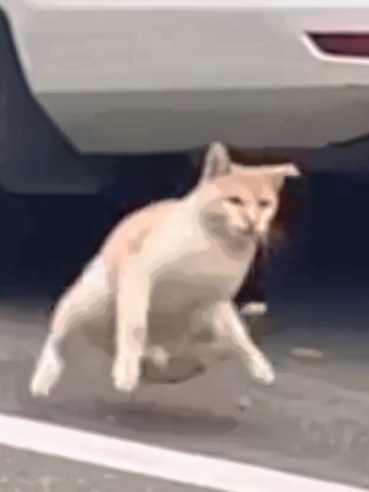 Yo tranquilo en la vida...  #videorandom #humor #gatito