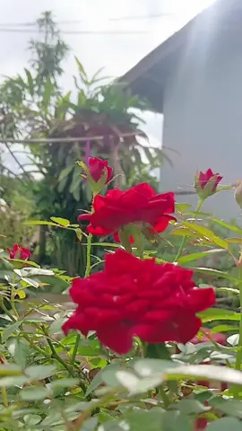 nyob zoo hnub tshiab os 🥀🌹 20-09-25 #pibduatshiab🥰🥰 