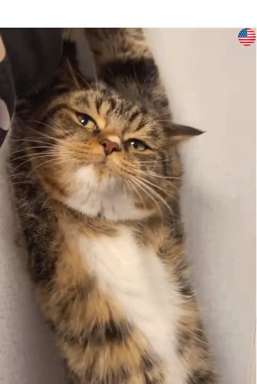 Is your cat like this?#fypシ #funny #pet #cat #fypシ゚ 