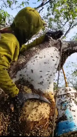 madu murni grade. A madu mentah tampa campuran dari lebah sialang apisdorsata#xuhuong #tiktok #fyp #trending 