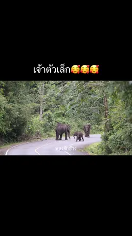 เห็นพี่ๆเล่นกันก็อยากไปเล่นกับเขาด้วย เจ้าตัวเล็ก🥰🥰🥰 #ช้างป่าเขาใหญ่ #หลงรักช้าง  📸19/9/68
