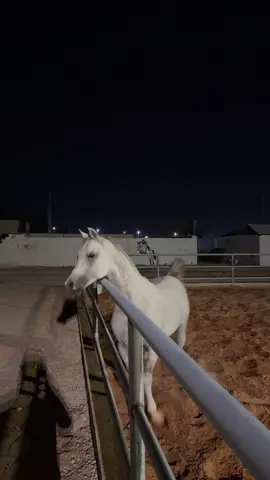 #خيل #بودكاست #اكسبلور #هاشتاق #المزاحميه 