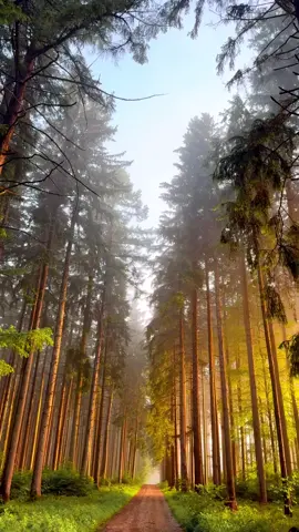 don't forget to take a stroll and relax your mind and soul 💕🌿🌿✨💫🪴🌳🥰 #fypシ゚viral #peaceful #auntheticvibes #fyp #naturevibes 