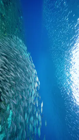 A vibrant school of fish moving together in the ocean 🐟✨ #Fish #Ocean #Underwater #Nature #RelaxingVibes