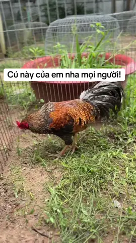 Cú này của em nha mọi người!