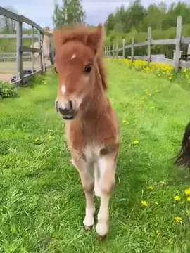 #The little horse surely has no worries. #Happy little pony. #Little pony. #So cute that it’s explosive. #Cute and adorable pets. #Farm Diary.