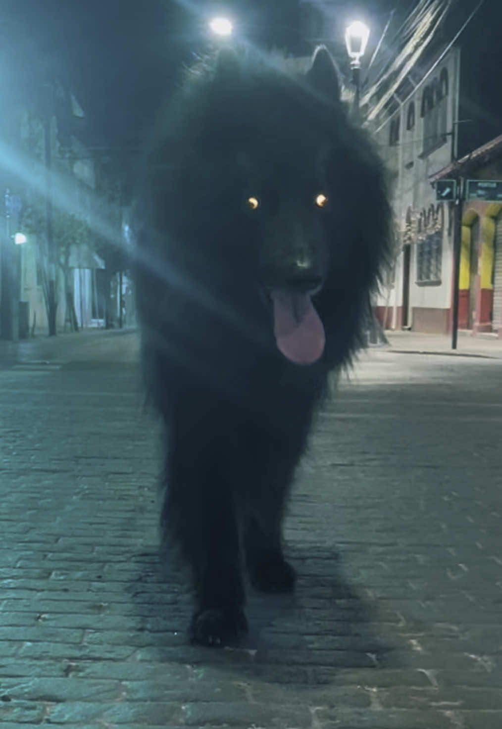 Drako #pastorbelga #groenendael #foryour #pyp 