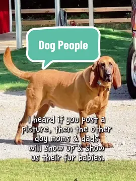 Where are all of the dog people?  Dog people are my kind nd of people.  #dogpeople #dogphotos #furbabiesarefamily 