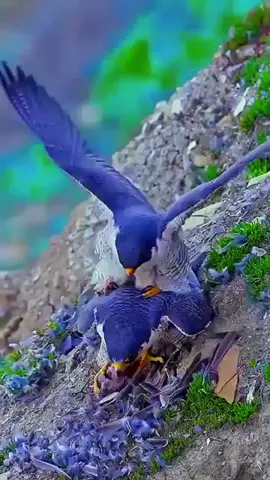 birds#meeting #animallover #animalworld55 #unitedkingdim 