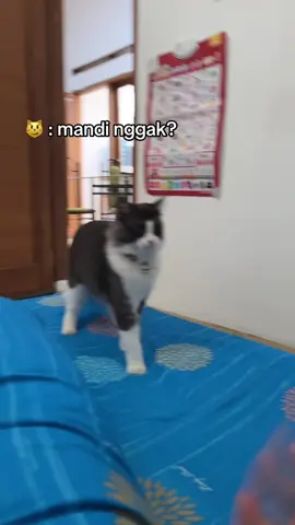 😼 #fyp #kucinglucu 