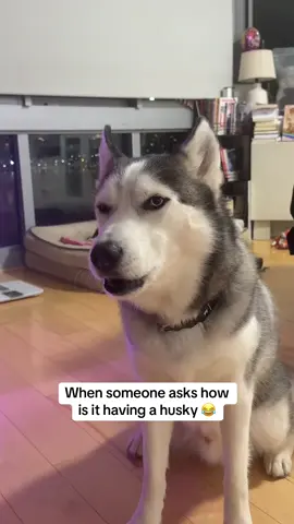 Wink #funnyhusky #skythehusky #huskiesoftiktok #dogfluencer #dogsoftiktok 