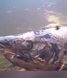 #education #salmon #fishinglife #nature 