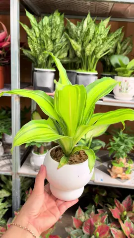 Cây Thiết Mộc Lan để bàn xiu xiu xinh ạ🥰Ib cho Tiệm để được tư vấn ạ🪴#tieucanhmini #cayphongthuy #cayhopmenh #cayhoptuoi #caydecor 