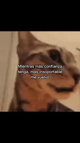 #meme #gato #edit #music #español 