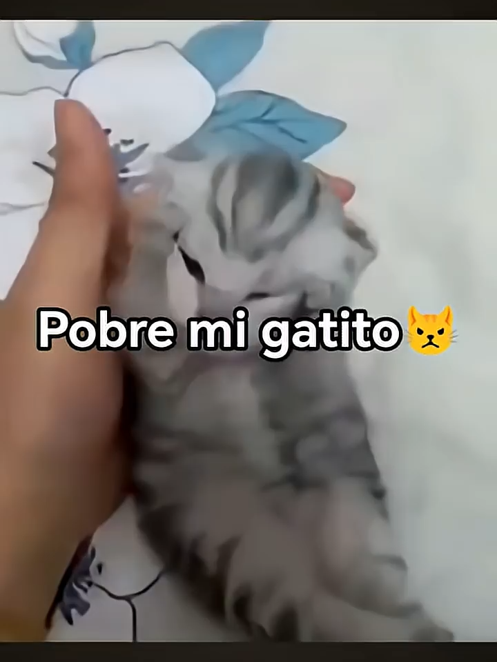 AHI MI GATITO MIAU MIAU!!!#humor #paratiiiiiiiiiiiiiiiiiiiiiiiiiiiiiii #viral#ahimigatitomiaumiau #gatitos