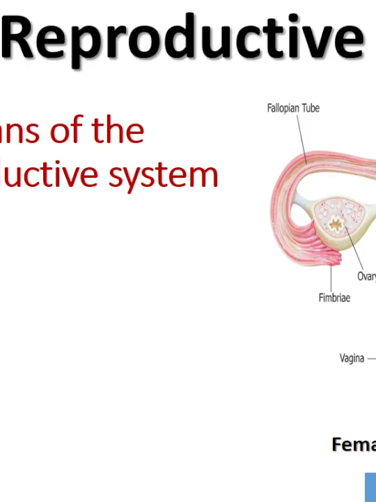 Female reproductive system Life processes Biology #STEM #biologyclass #Biologyclass #Mdcat #mcqswithanswers #biologymajor #biologystudent #biology #mcqs #stem #etea #MCQS  Ovaries Two small, almond-shaped organs located in the pelvic cavity. Functions: Produce female gametes (ova). Secrete hormones (estrogen and progesterone). Fallopian Tubes (Oviducts) Tubes that extend from the uterus to the ovaries. Functions: Transport ova from the ovary to the uterus. Site of fertilization (fusion of sperm and ovum). Uterus (Womb) Hollow, muscular, pear-shaped organ. Functions: Receives the fertilized egg (zygote). Supports embryo and fetal development during pregnancy. Contracts during childbirth to deliver the baby. Cervix Lower, narrow part of the uterus that opens into the vagina. Produces mucus that helps or hinders sperm movement. Vagina (Birth Canal) Muscular canal connecting cervix to the outside. Functions: Receives penis during intercourse. Serves as passageway for menstrual flow and childbirth. 🔹 External Reproductive Organs (Vulva) Labia Majora & Labia Minora – Folds of skin protecting the vaginal opening. Clitoris – Small sensitive organ important in female sexual arousal. Urethral Opening – For urine excretion (not part of reproductive system but located nearby). Vaginal Opening – Entry to the vagina. 🔹 Supporting Glands Bartholin’s Glands → Secrete lubricating fluid. Mammary Glands (Breasts) → Produce milk for nourishment of infant. 🔹 Functions of Female Reproductive System Production of ova. Reception of sperm. Fertilization (in fallopian tubes). Development of fetus (in uterus). Delivery of baby (through vagina). Nourishment of newborn (via mammary glands).