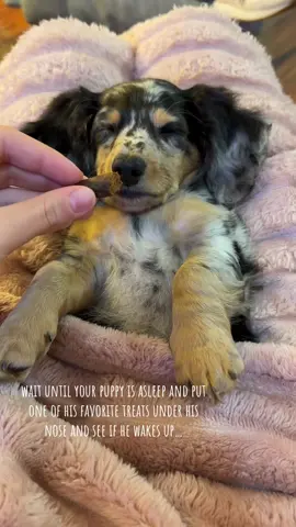 It’s so funny, Ollie wakes up for food every time!#minidachshund #sleepingpuppy #foryoupage #weinerdog #challenge 