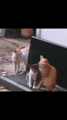 😭😭😭 #Cats #cat #memes #foryou #fpy 