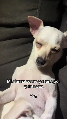 😂😅 #ojitosmentirosos #perrostiktokers #dogs #parariiiiiiiiiiiiiiiiiiiiiiiiiiiiiiiiii #fyourpage 