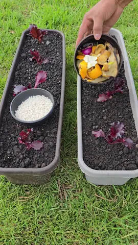 Turn your food scraps into natural fertilizer 🌱♻️ Composting is easy, cheap, and sustainable. #Composting #Gardening #Sustainability #UrbanGarden #Plants 