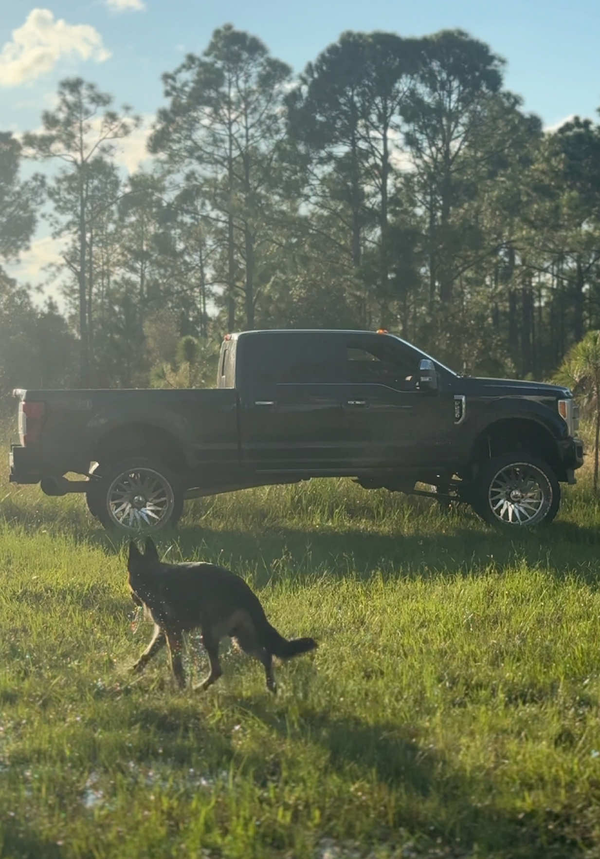 #f250 #truck #fyp #dogs #trend 