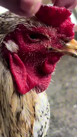 Khò khè ,sổ mũi, sưng mặt, phù đầu#ganoi #gatre #yeudongvat #dammega 