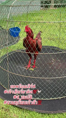 เจ้าเยียร์ซาดิส🐓💯#ส_สมบัติ #สวนทุเรียนเจ้าสัว💯 #ไก่ชนเงินล้าน #อุบลราชธานี #สนามไก่ทองอินเตอร์ขอนแก่น 