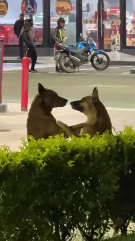 M nói cái gì#dog #cutedogs #loveanimals #pet #xuhuong 