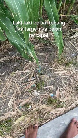 #petaniindonesia🇮🇩🇮🇩🇮🇩🌿🌿 #petanijagung🌽 #petanimilenial #petanimuda #fyp 