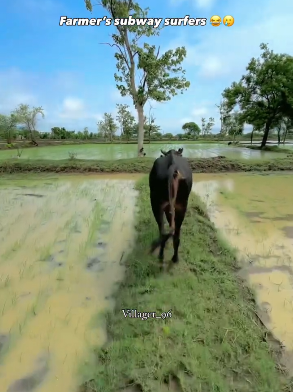 Farmer's 😂 #farmer #trending #foryoupage #fyppppppppppppppppppppppp #viral 