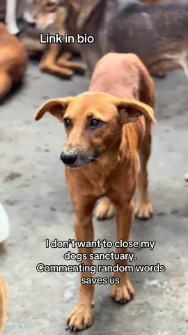#viraltiktok #dogsoftiktokviral #fypage 