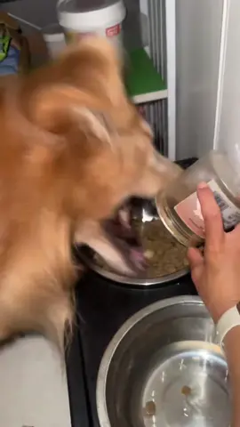 #funnyvideos #dogsoftiktok #comedyvideo #FoodTok #fypシ゚viral 